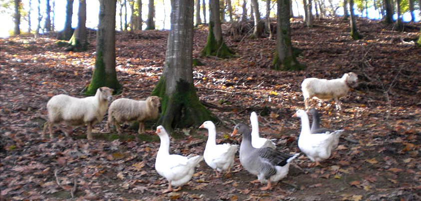 Agroturismo Palacio San Narciso